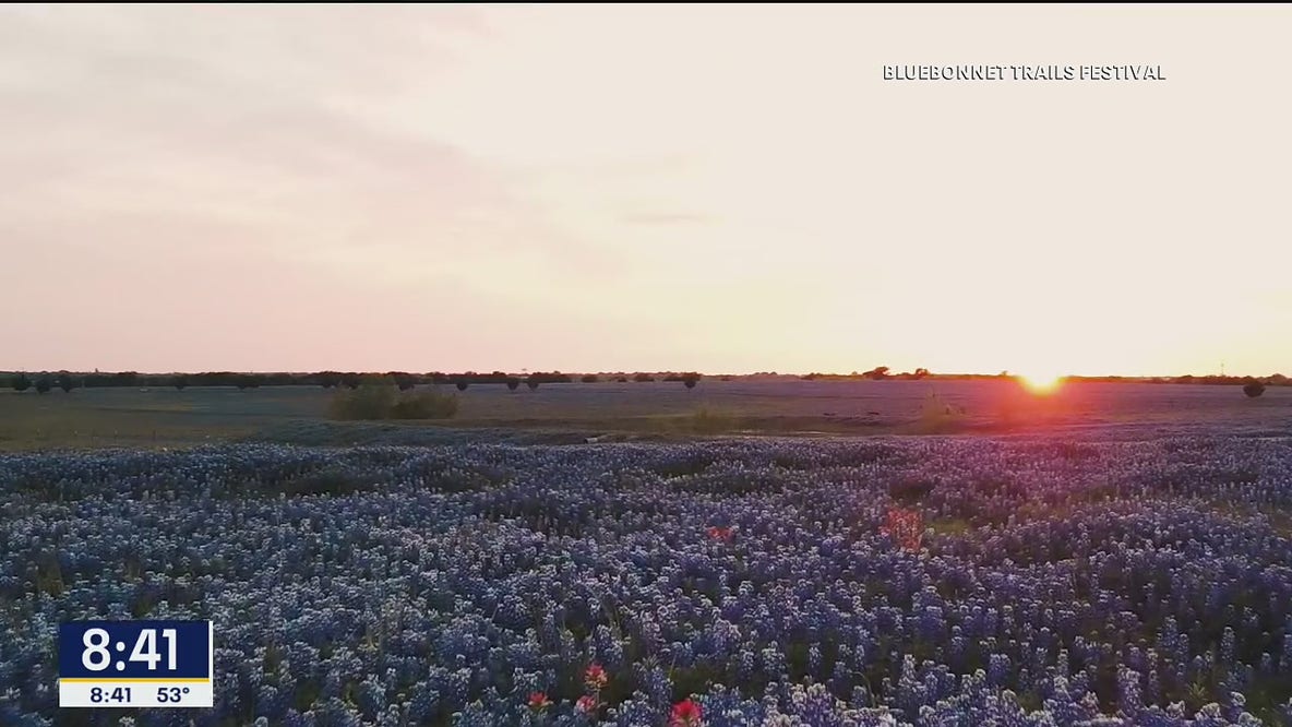 Ennis Bluebonnet Trails Festival happening this weekend